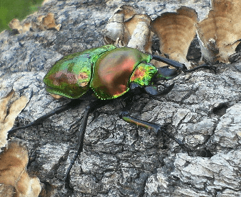 ニジイロクワガタ