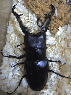 ギラファノコギリクワガタ フローレス