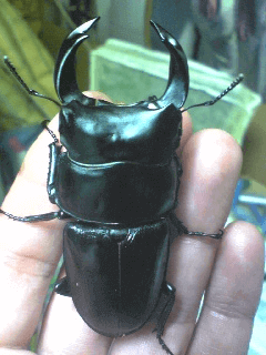 ホペイオオクワガタ　広西田林