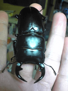 グランディスオオクワガタ　ラオス