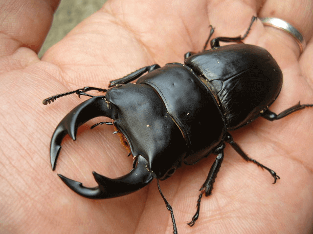 国産オオクワガタ 阿古谷