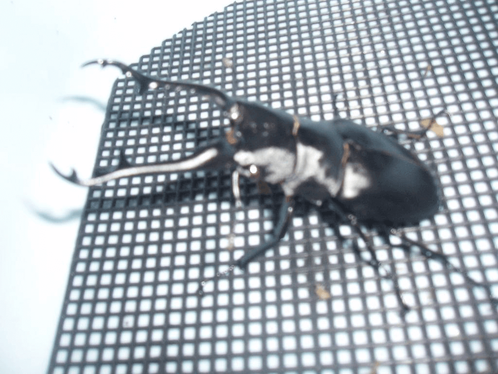 ギラファノコギリクワガタ フローレス