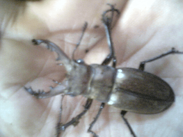 国産ミヤマクワガタ　甲州市塩山