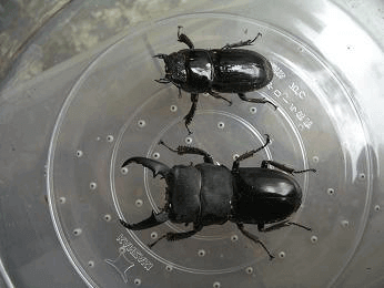 国産ヒラタクワガタ　群馬