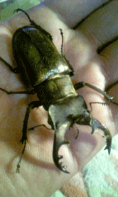 国産ミヤマクワガタ　甲州市塩山