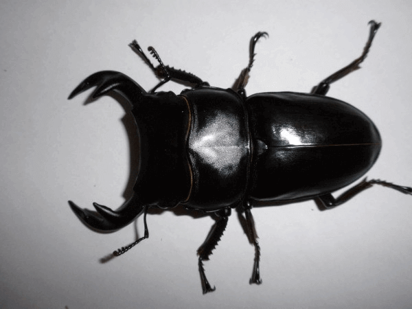 グランディスオオクワガタ　ミャンマーファラム産F#