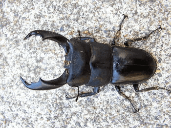 テイオウヒラタクワガタ