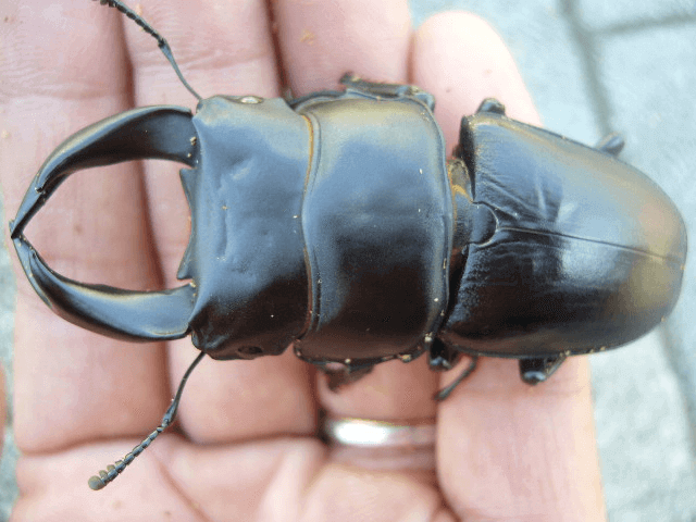 ホペイオオクワガタ 福建省北峰龍騎