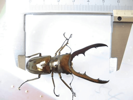 メタリフェルホソアカクワガタ