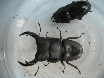 国産オオクワガタ 阿古谷