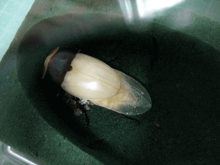 国産ヒラタクワガタ