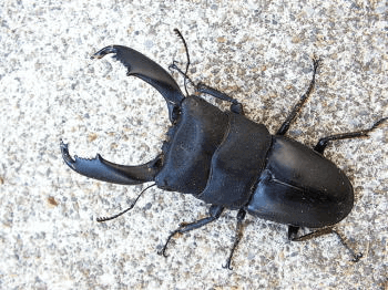 セレベスオオヒラタクワガタ