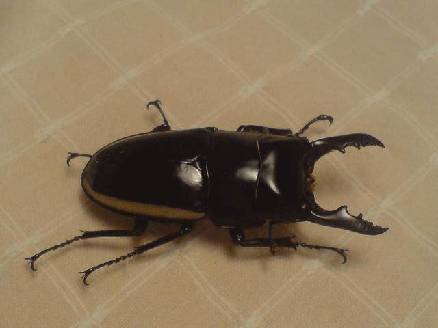 ウォレスノコギリクワガタ　ハルマヘラ