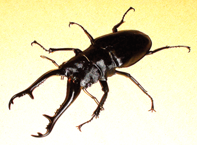 ギラファノコギリクワガタ　フローレス