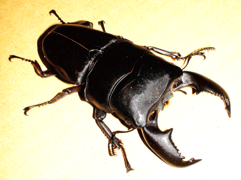 スマトラオオヒラタクワガタ アチェ