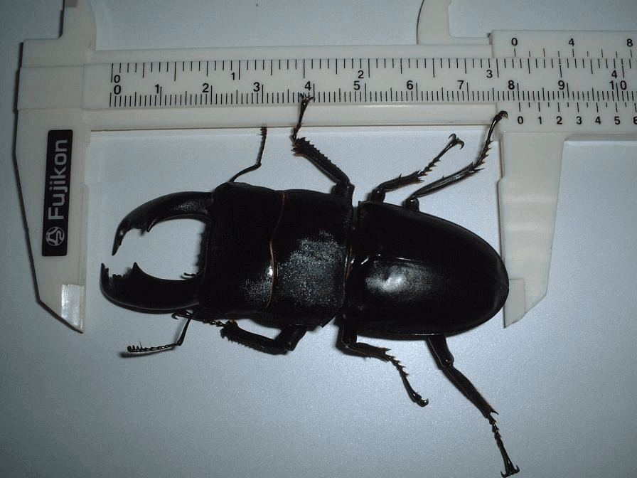 バンガイオオヒラタ