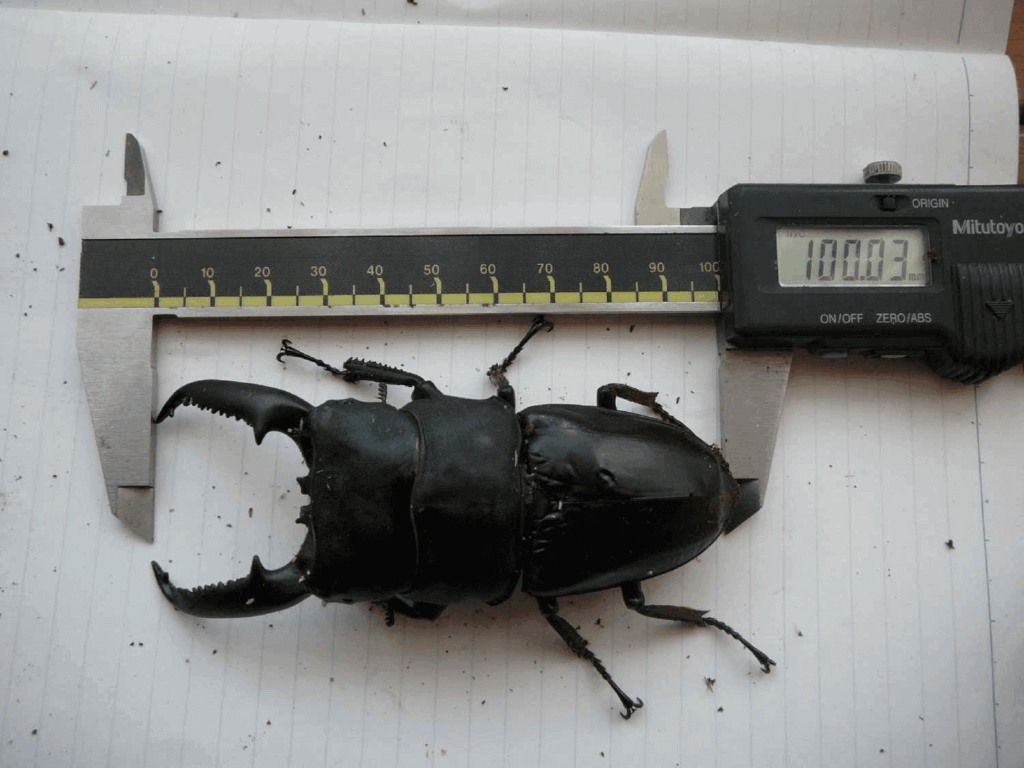 パラワンオオヒラタクワガタ