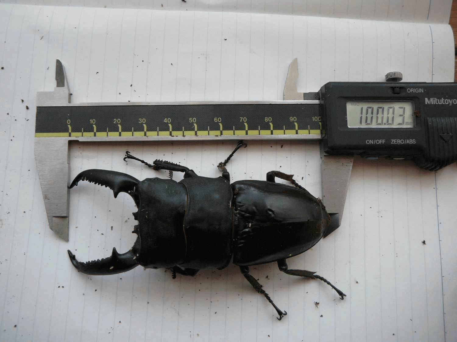 パラワンオオヒラタクワガタ