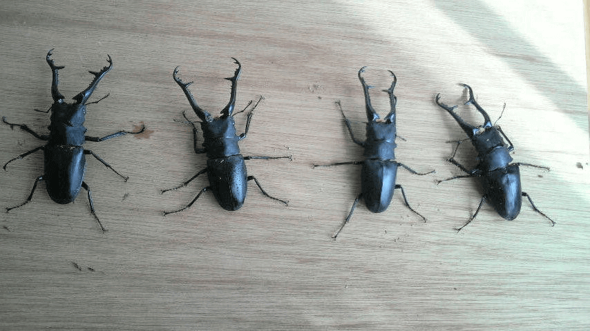 ギラファノコギリクワガタ　フローレス