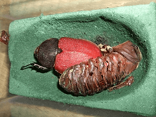 ヘラクレス・オキシデンタリス