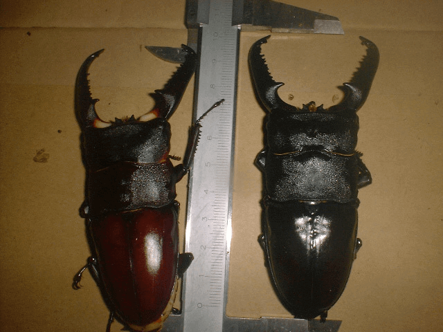 パラワンオオヒラタクワガタ