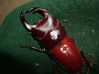 国産オオクワガタ　阿古谷