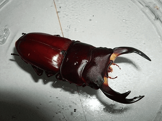 国産オオクワガタ　上阿古谷