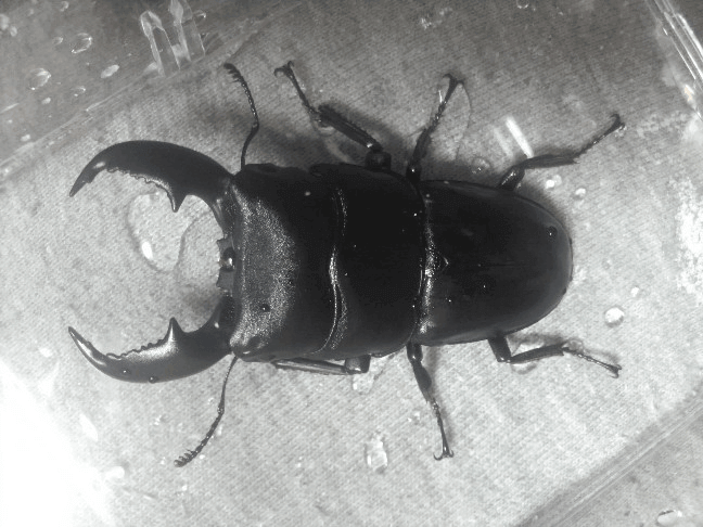 スマトラオオヒラタクワガタ