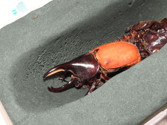 ヘラクレス・レイディ