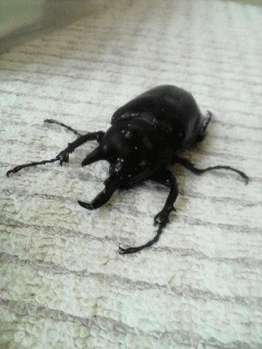 レックスゾウカブト（アクティオン）