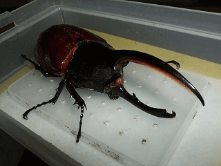 ヘラクレス・オキシデンタリス