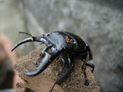 国産ヒラタクワガタ　静岡県島田市