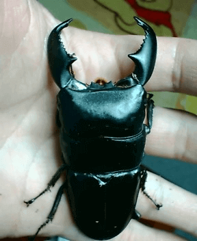 スマトラオオヒラタクワガタ