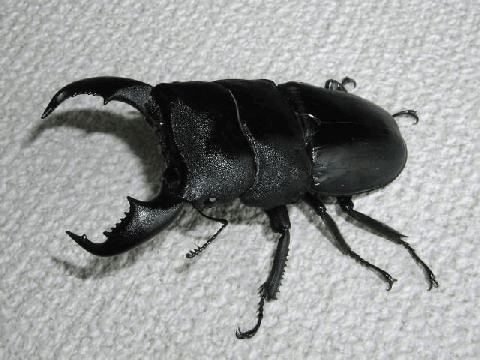 スラウェシオオヒラタクワガタ　内歯下がり