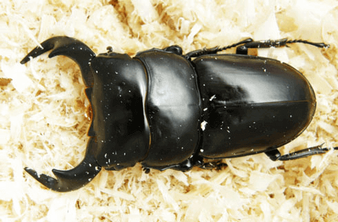 アンタエウスオオクワガタ ブータンシェムガンF5