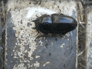 国産オオクワガタ　三重嬉野町F2