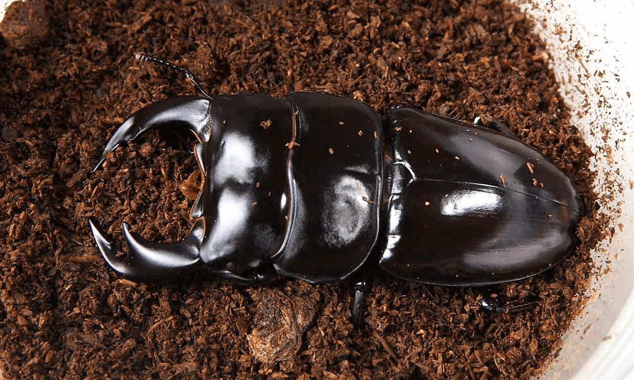 アンタエウスオオクワガタ　インドダージリン