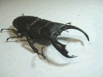 テイオウヒラタクワガタ