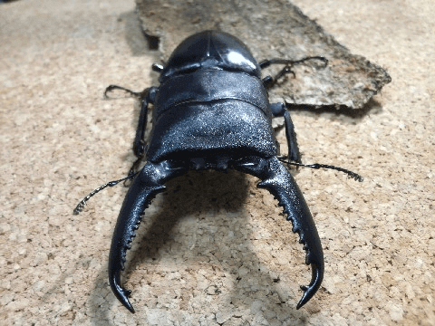 パラワンオオヒラタクワガタ