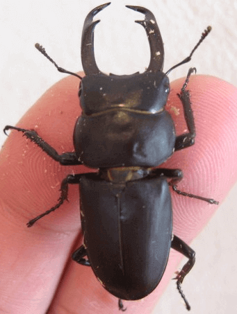 国産コクワガタF1