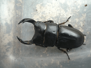 国産オオクワガタ 阿古谷