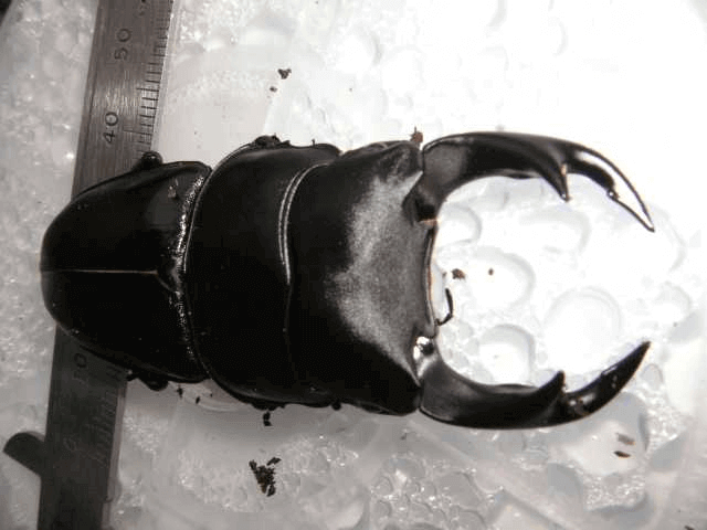 国産オオクワガタ