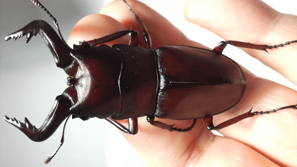 国産ノコギリクワガタ