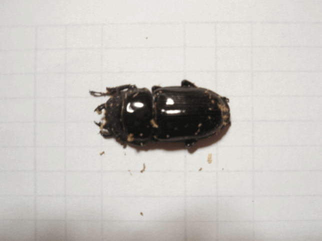 国産オオクワガタ　上阿古谷