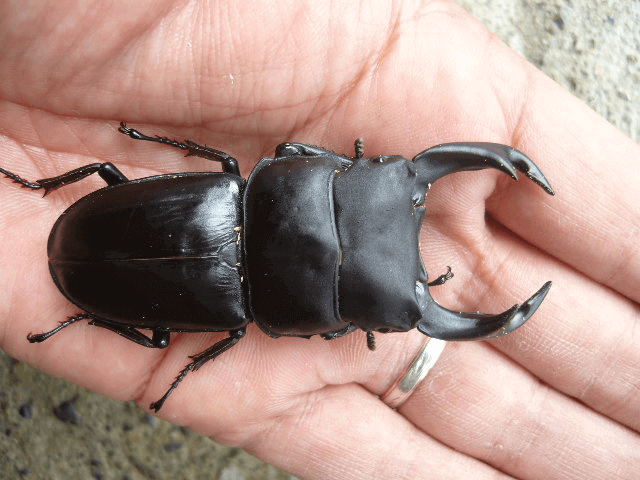 国産オオクワガタ 佐賀神埼