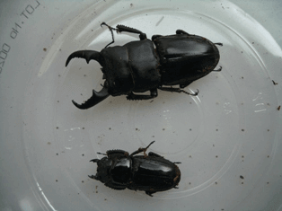 国産ヒラタクワガタ　群馬F2