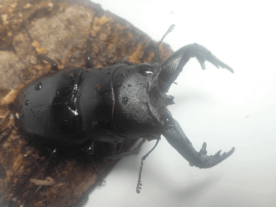 アマミノコギリクワガタ