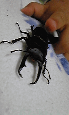 国産コクワガタ 甲斐大和