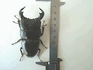 ダイオウヒタラクワガタ