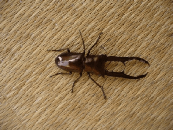 メタリフェルホソアカクワガタ　ペレンCBF1